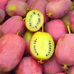 actinidia arguta bingo